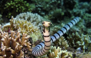 Banded Sea Snake