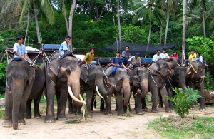 Eco Safari Tours in Samui