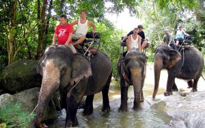 Elephant Trekking Tour in Samui