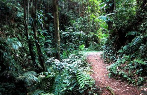 Forest Hiking in Samui