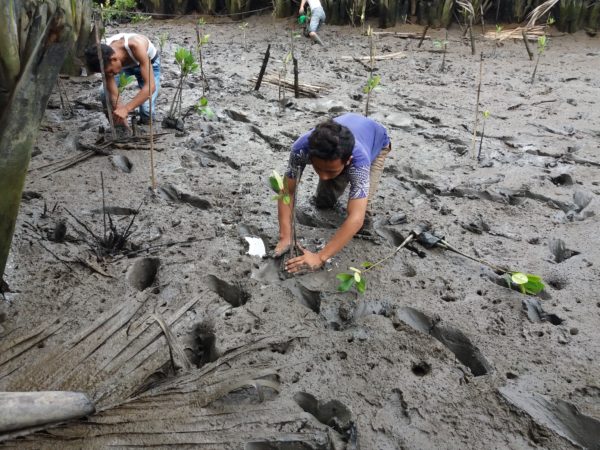 planting tree