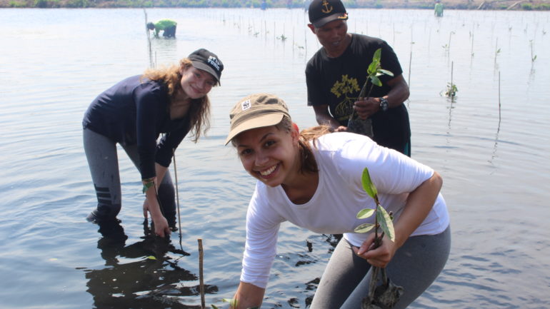 planting trees mangrove refoestation