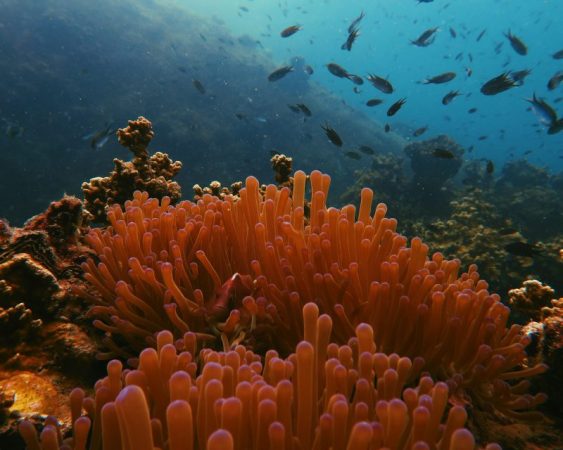 anemone in chumphon pinnacle