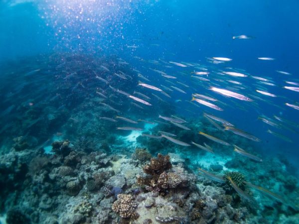 yellow barracuda