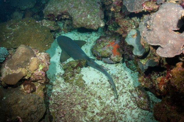 nurse shark in corals