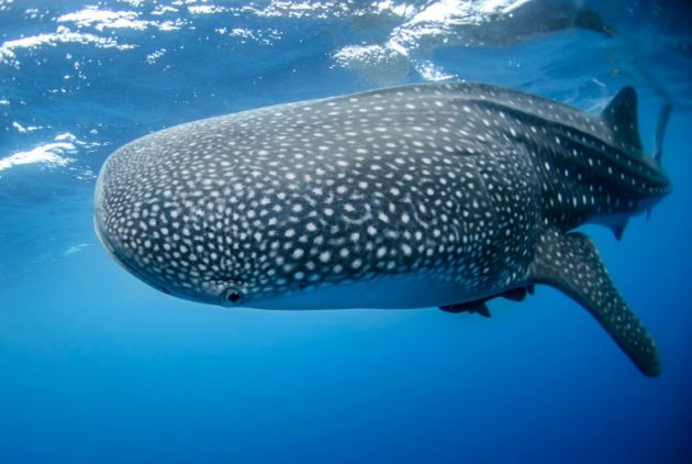 whale shark in Sail Rock, Koh Samui