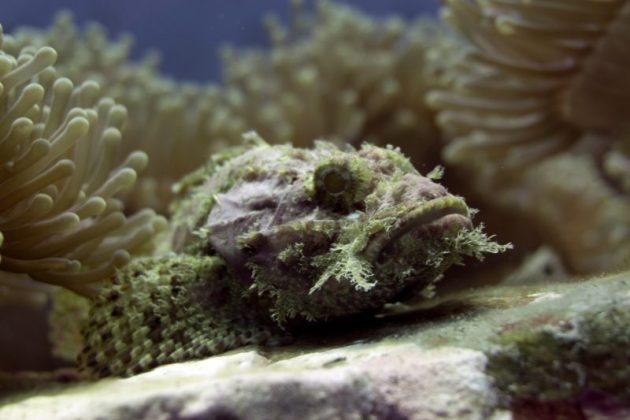 fish close up in koh samui