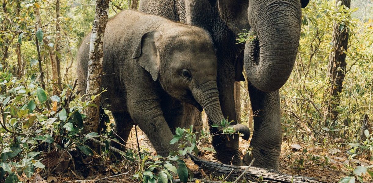 elephant sanctuary in samui