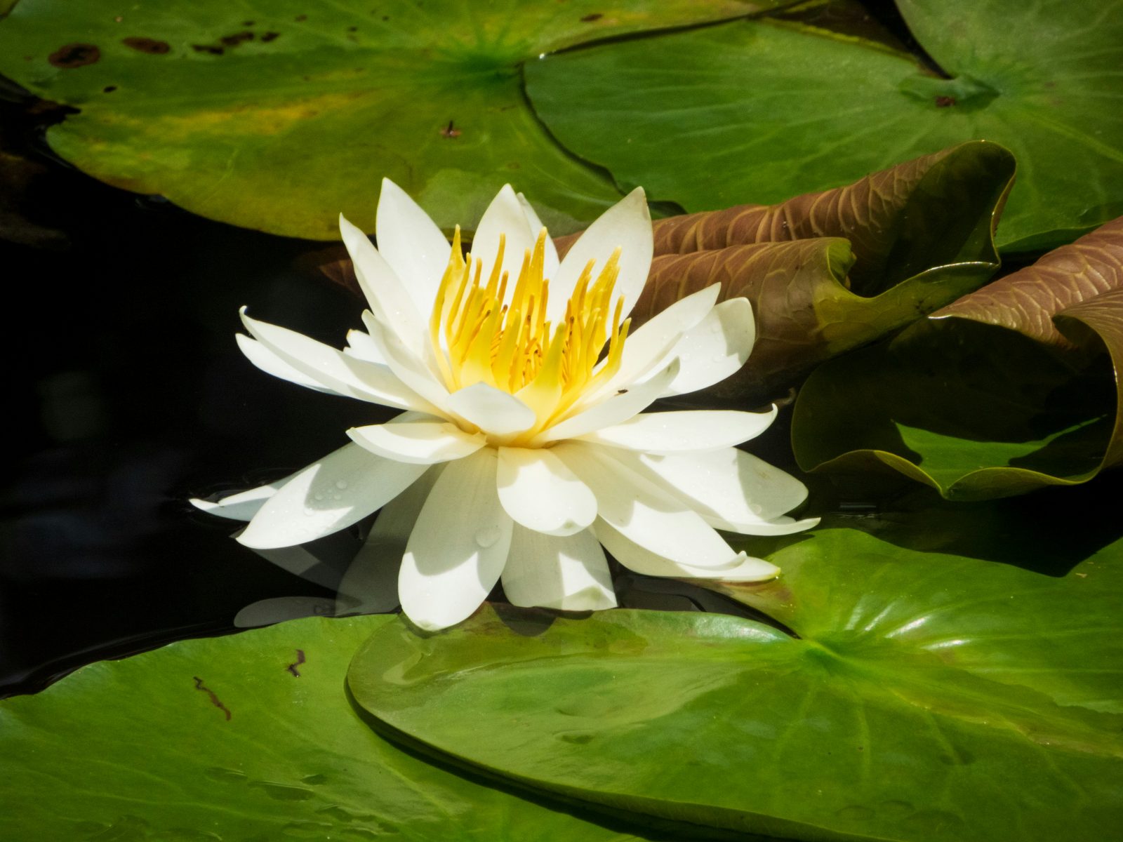 white lotus in koh samui